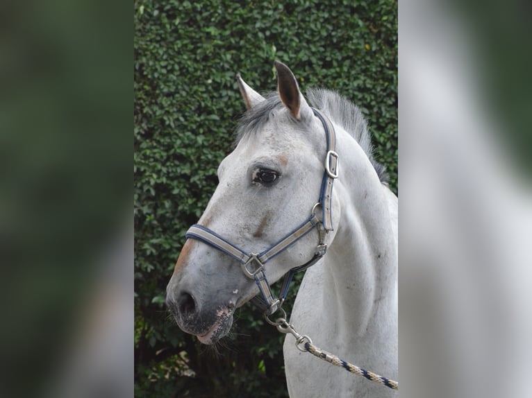 Appaloosa Hongre 17 Ans 150 cm Gris in Mettmann