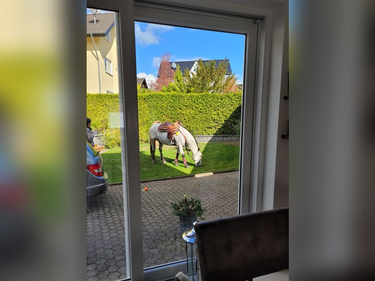 Appaloosa Croisé Hongre 17 Ans 150 cm Gris moucheté in Bergkamen