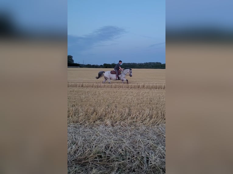 Appaloosa Croisé Hongre 17 Ans 150 cm Gris moucheté in Selm