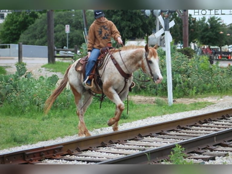 Appaloosa Hongre 17 Ans 157 cm Alezan cuivré in Poolville