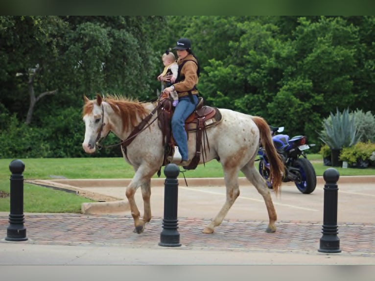 Appaloosa Hongre 17 Ans 157 cm Alezan cuivré in Poolville