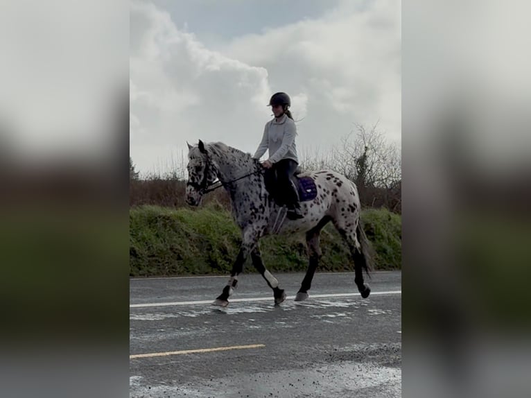 Appaloosa Hongre 17 Ans 165 cm Léopard in Sligo