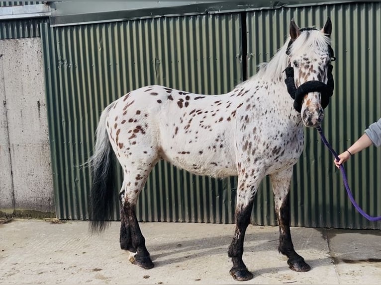 Appaloosa Hongre 17 Ans 165 cm Léopard in Sligo