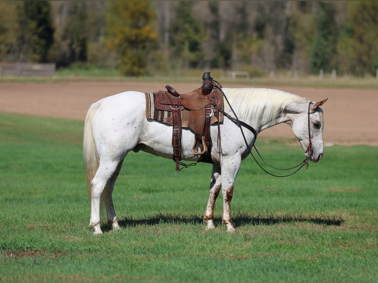 Appaloosa Hongre 17 Ans Blanc in Cannon Falls