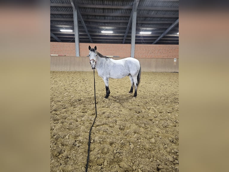 Appaloosa Croisé Hongre 18 Ans 150 cm Gris moucheté in Bergkamen