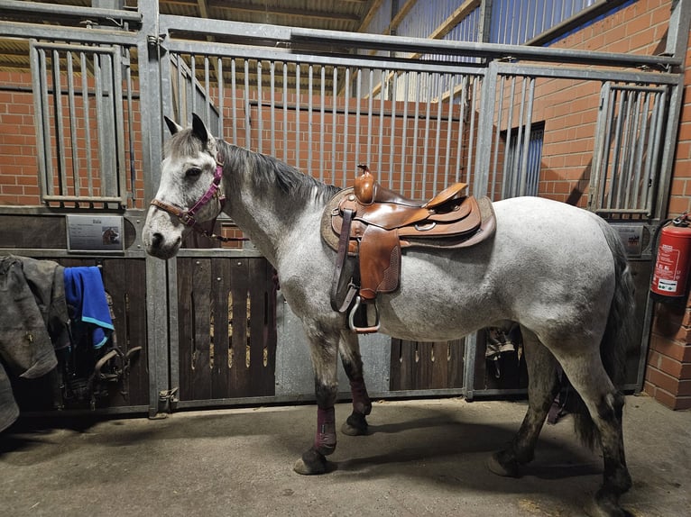 Appaloosa Croisé Hongre 18 Ans 150 cm Gris moucheté in Bergkamen