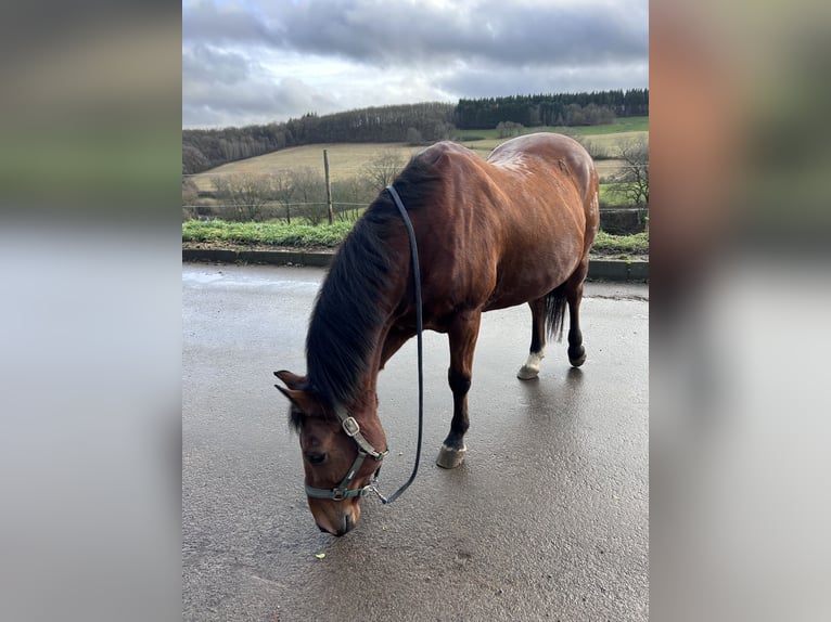 Appaloosa Hongre 18 Ans 155 cm Bai cerise in Rehbach