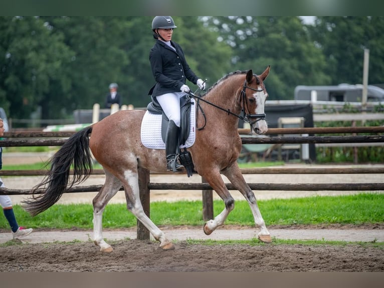 Appaloosa Hongre 18 Ans 160 cm Léopard in Oud Gastel