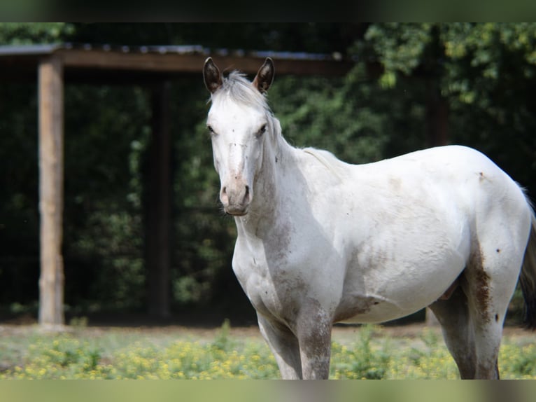 Appaloosa Croisé Hongre 1 Année 150 cm Léopard in Gajoubert