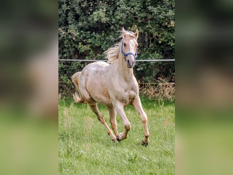Appaloosa Hongre 2 Ans 148 cm Palomino in Jerichow