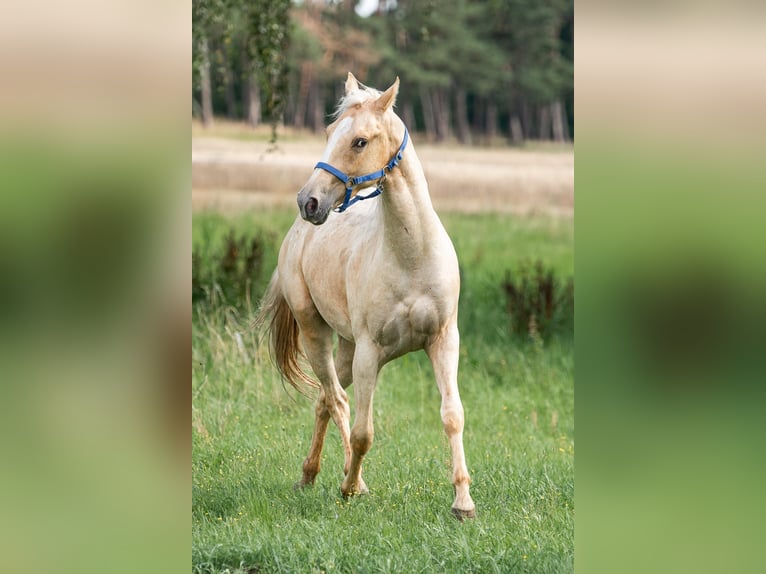 Appaloosa Hongre 2 Ans 148 cm Palomino in Jerichow