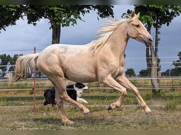 Appaloosa Hongre 2 Ans 148 cm Palomino in Jerichow