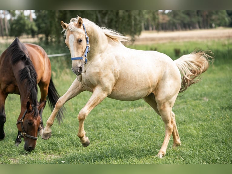 Appaloosa Hongre 2 Ans 148 cm Palomino in Jerichow
