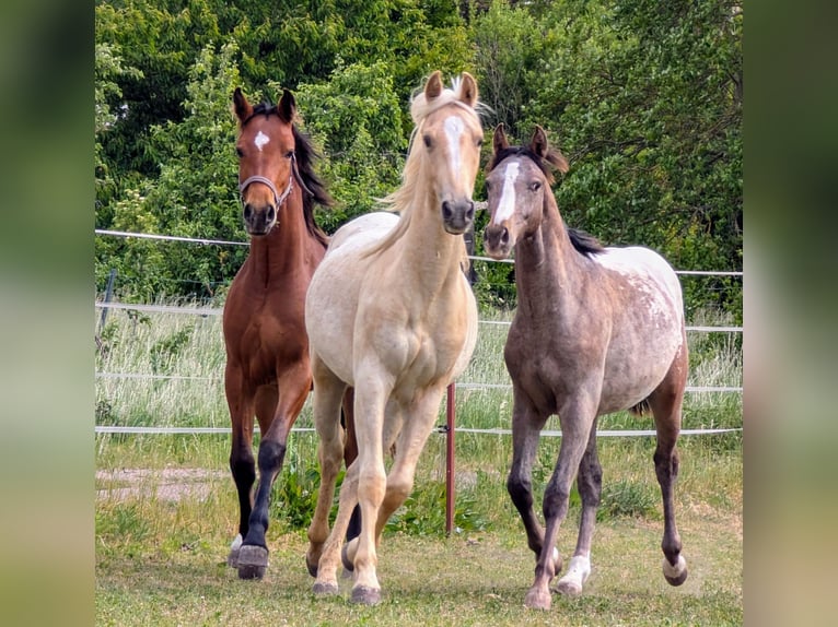 Appaloosa Hongre 2 Ans 148 cm Palomino in Jerichow