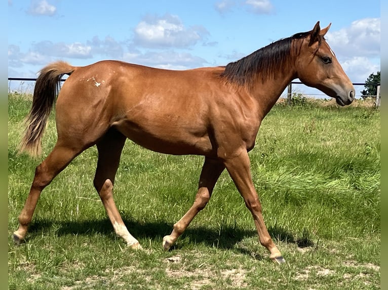Appaloosa Hongre 2 Ans 150 cm Alezan brûlé in Schieder-Schwalenberg
