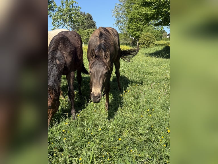 Appaloosa Hongre 2 Ans 154 cm Buckskin in Daleiden