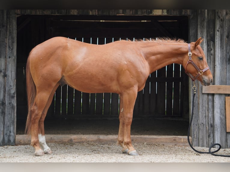 Appaloosa Hongre 2 Ans 155 cm Alezan in Vilsbiburg