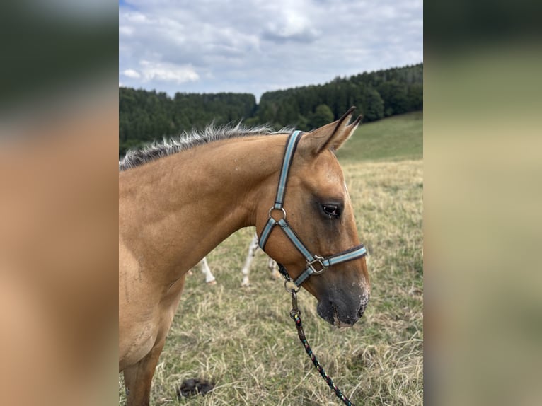 Appaloosa Hongre 2 Ans 157 cm Alezan dun in Heckenbach