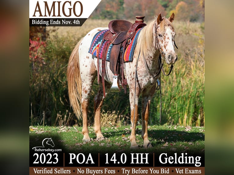 Appaloosa Hongre 3 Ans 142 cm Alezan cuivré in Hesperia, MI