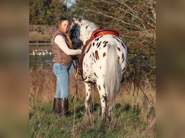 Appaloosa Croisé Hongre 3 Ans 148 cm Léopard in Oberhausen