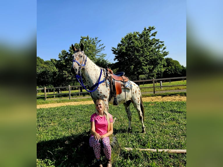 Appaloosa Hongre 3 Ans 150 cm Léopard in Linkenbach