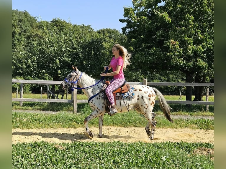 Appaloosa Hongre 3 Ans 150 cm Léopard in Linkenbach