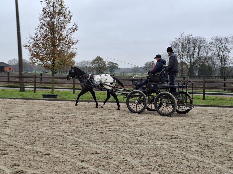 Appaloosa Hongre 3 Ans 155 cm Bai brun foncé in Boortmeerbeek
