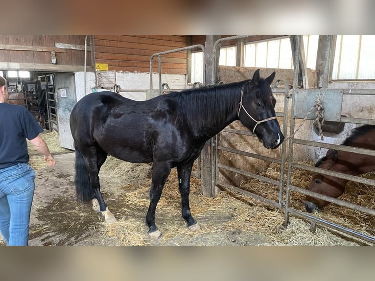 Appaloosa Hongre 3 Ans 155 cm Bai brun foncé in Goch