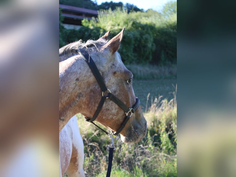 Appaloosa Hongre 3 Ans 155 cm Bai in Berching