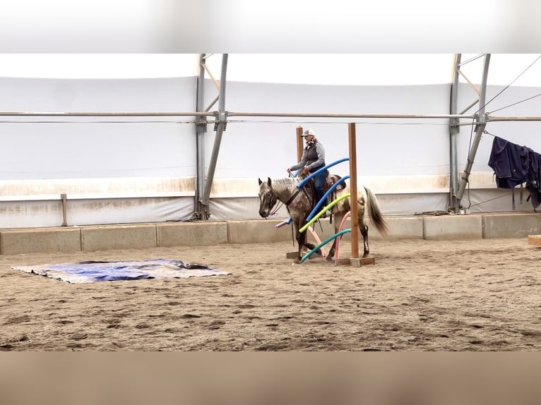 Appaloosa Hongre 3 Ans 155 cm Bai in Saint Anthony