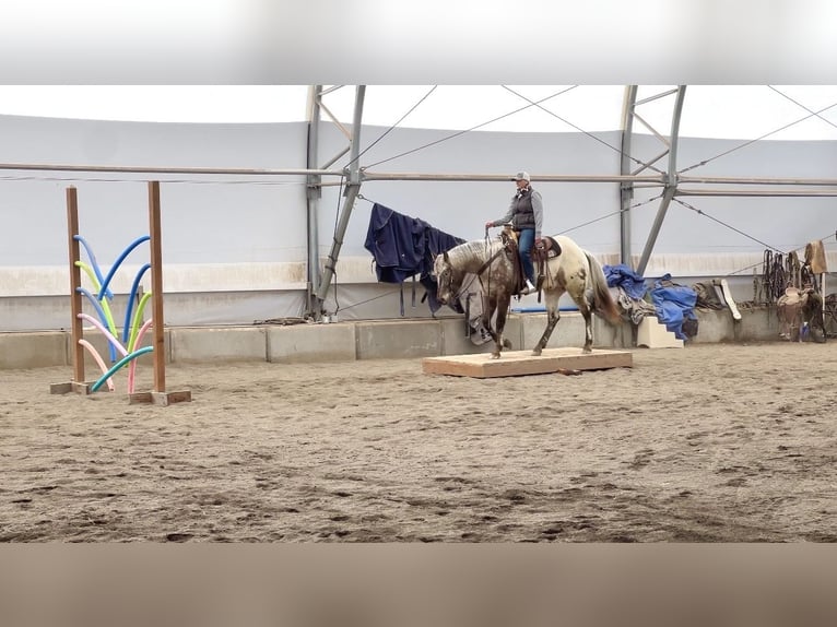 Appaloosa Hongre 3 Ans 155 cm Bai in Saint Anthony