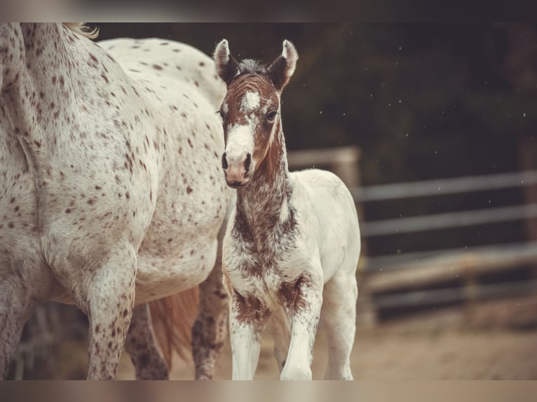 Appaloosa Hongre 3 Ans 155 cm in Stein