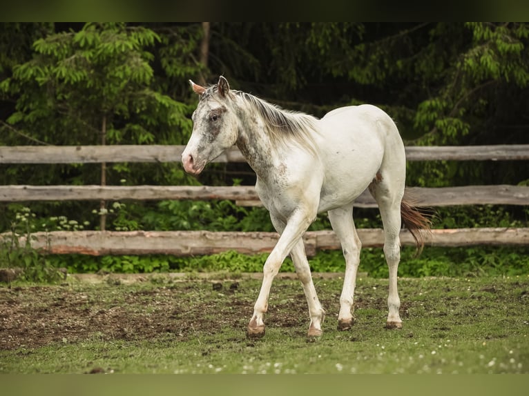 Appaloosa Hongre 3 Ans 155 cm in Stein
