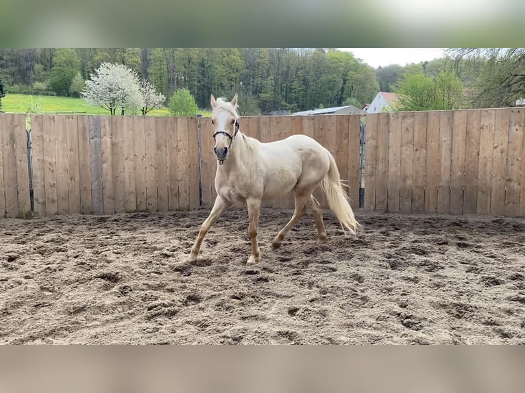 Appaloosa Hongre 3 Ans 155 cm Palomino in Preußisch Oldendorf