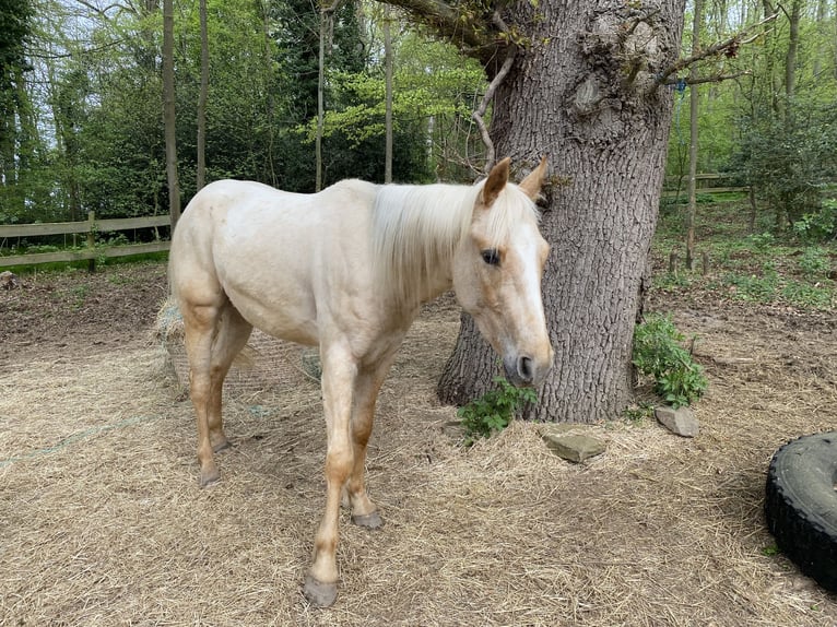Appaloosa Hongre 3 Ans 155 cm Palomino in Preußisch Oldendorf
