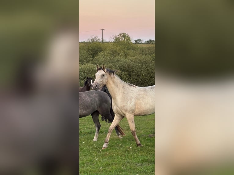 Appaloosa Hongre 3 Ans 160 cm Buckskin in Rubkow