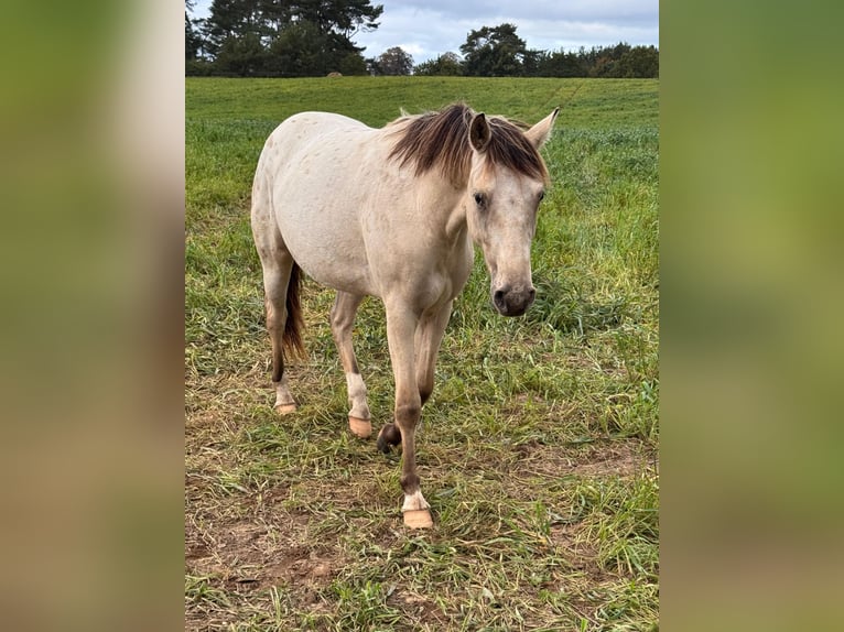 Appaloosa Hongre 3 Ans 160 cm Buckskin in Rubkow