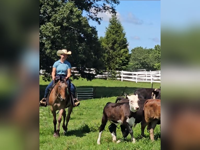 Appaloosa Hongre 3 Ans Bai cerise in Robards