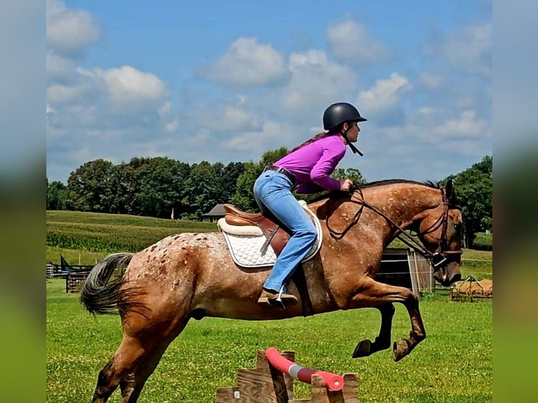 Appaloosa Hongre 3 Ans Bai cerise in Robards