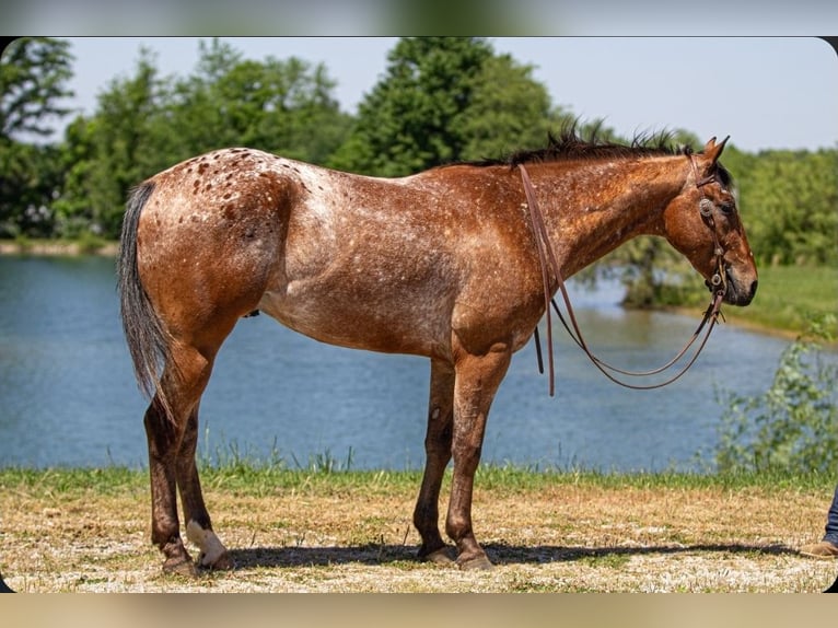 Appaloosa Hongre 3 Ans Bai cerise in Robards