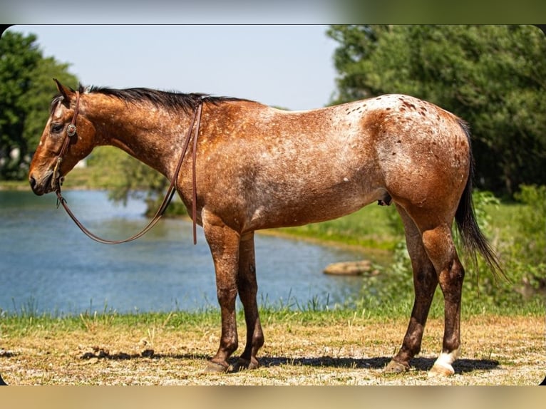 Appaloosa Hongre 3 Ans Bai cerise in Robards
