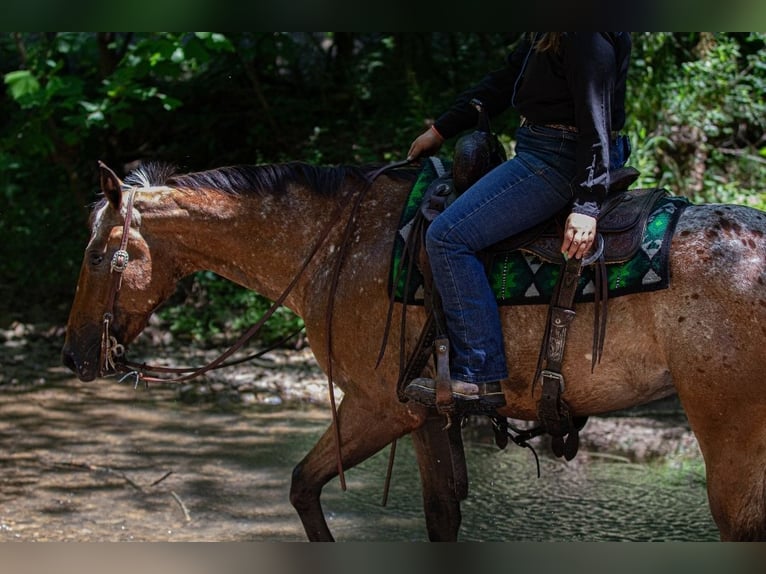 Appaloosa Hongre 3 Ans Bai cerise in Robards