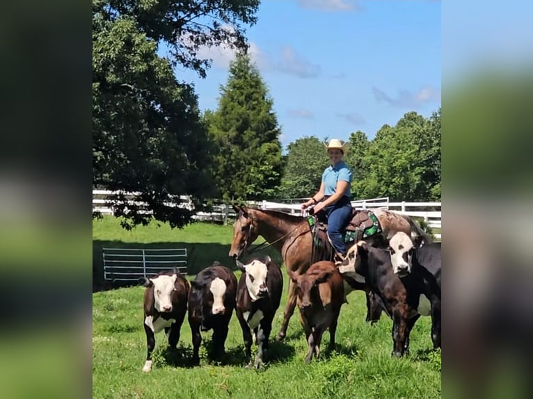 Appaloosa Hongre 3 Ans Bai cerise in Robards