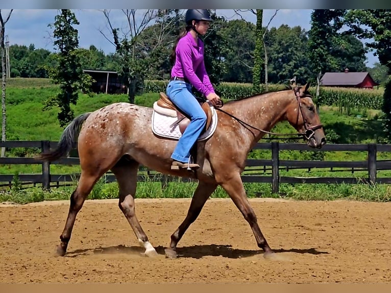 Appaloosa Hongre 3 Ans Bai cerise in Robards