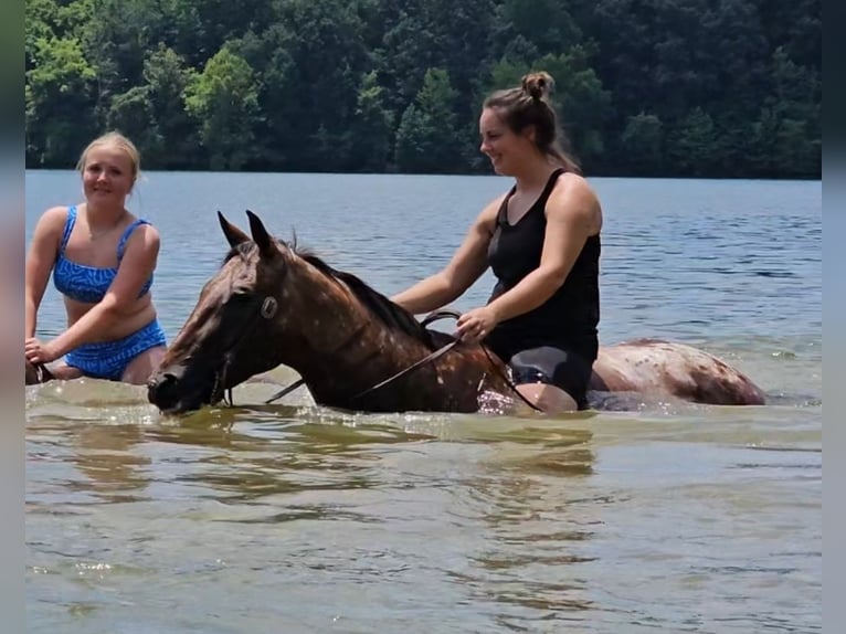 Appaloosa Hongre 3 Ans Bai cerise in Robards