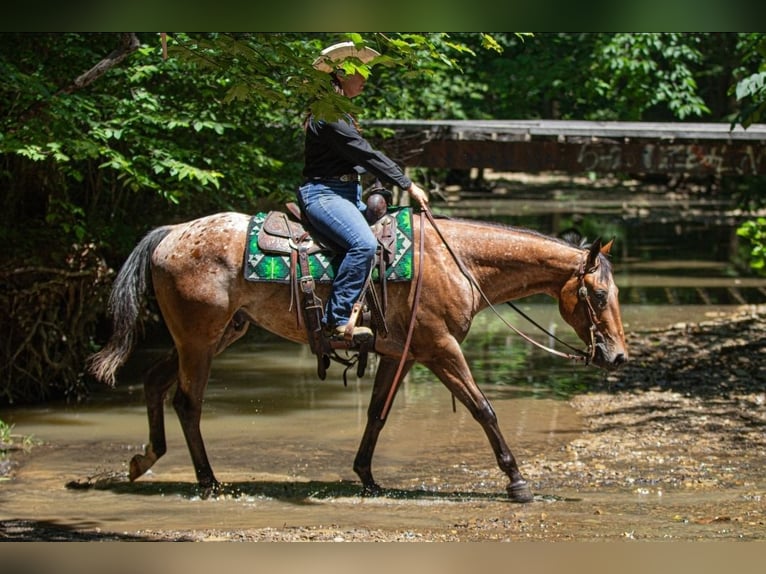 Appaloosa Hongre 3 Ans Bai cerise in Robards