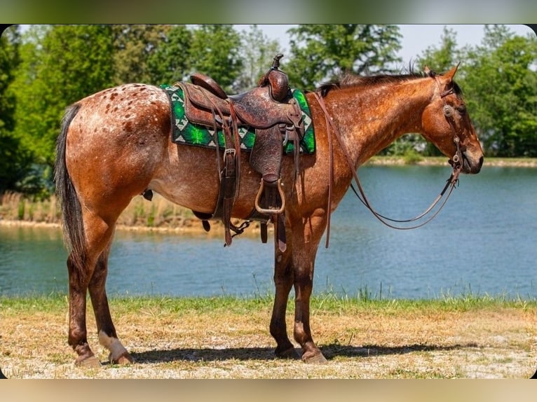 Appaloosa Hongre 3 Ans Bai cerise in Robards
