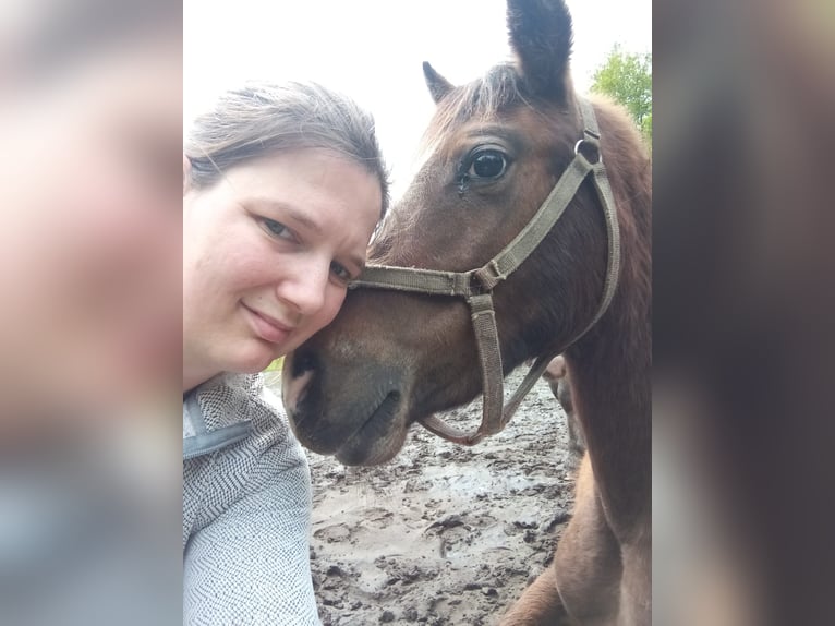 Appaloosa Hongre 3 Ans Léopard in Boxtel