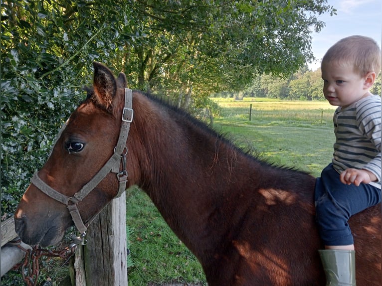 Appaloosa Hongre 3 Ans Léopard in Boxtel