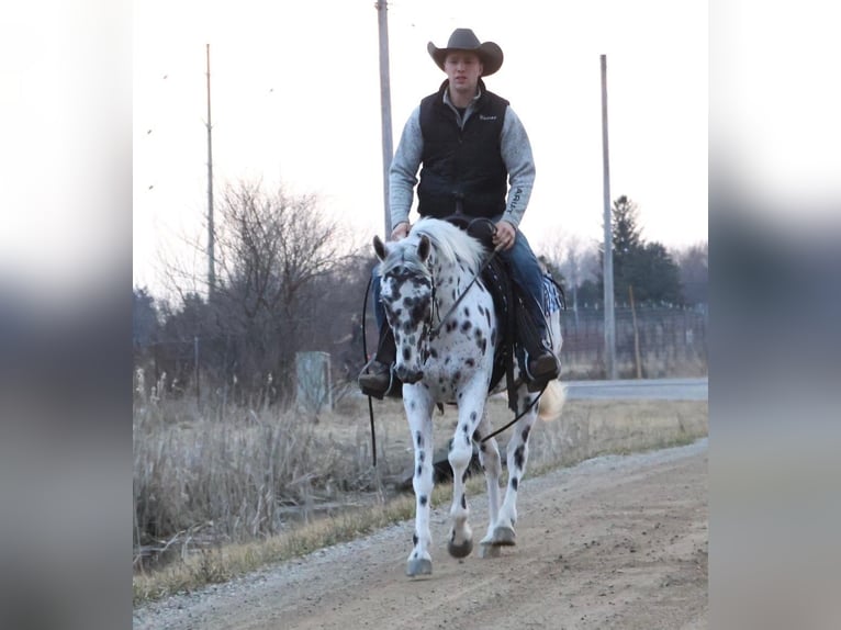 Appaloosa Hongre 3 Ans Léopard in Saginaw